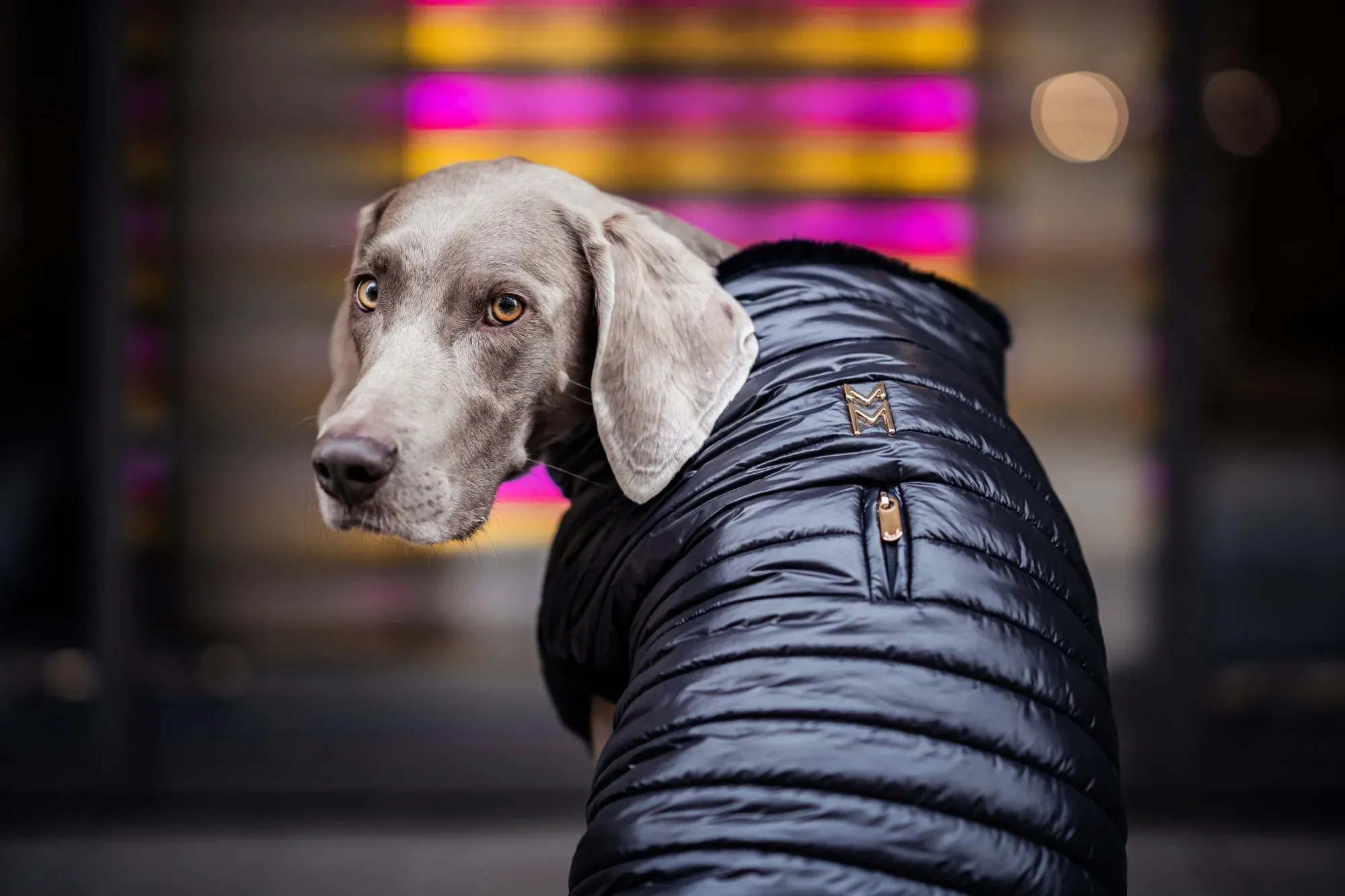 Cecchetti Dog Puffer Jacket