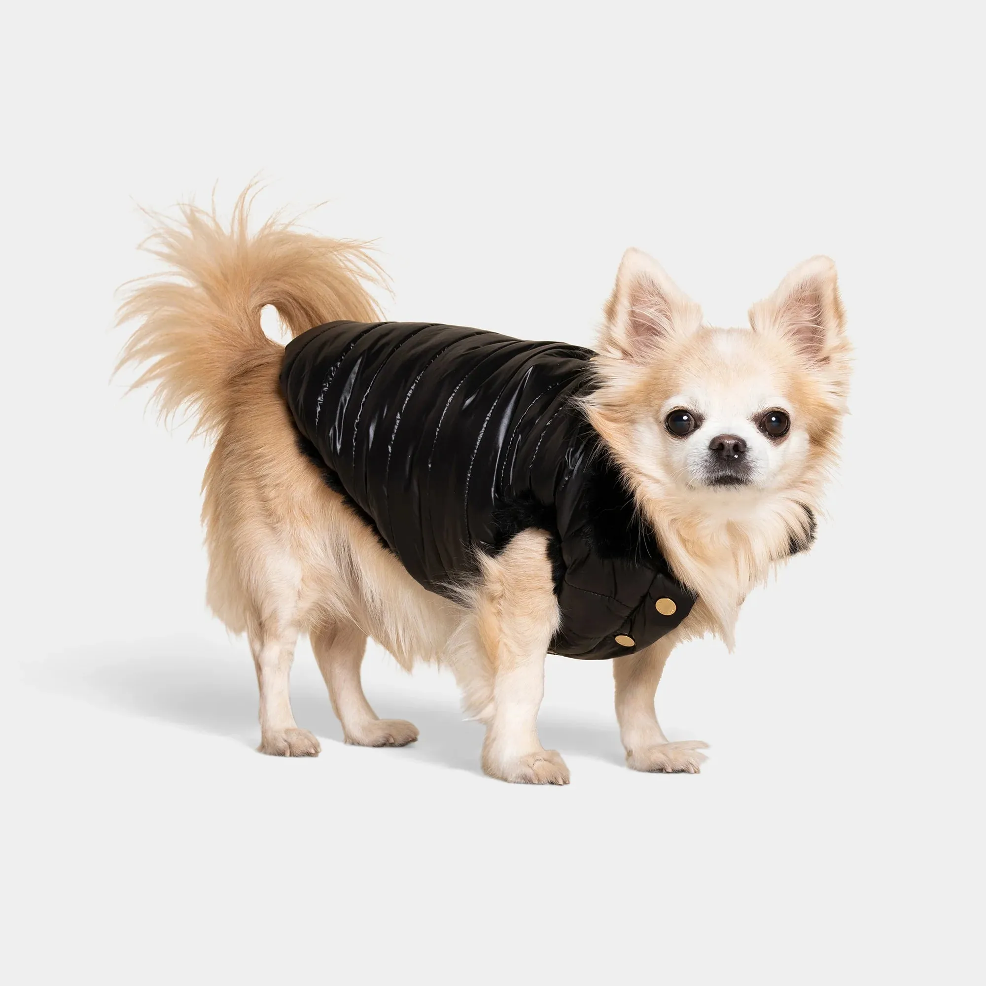 Cecchetti Dog Puffer Jacket